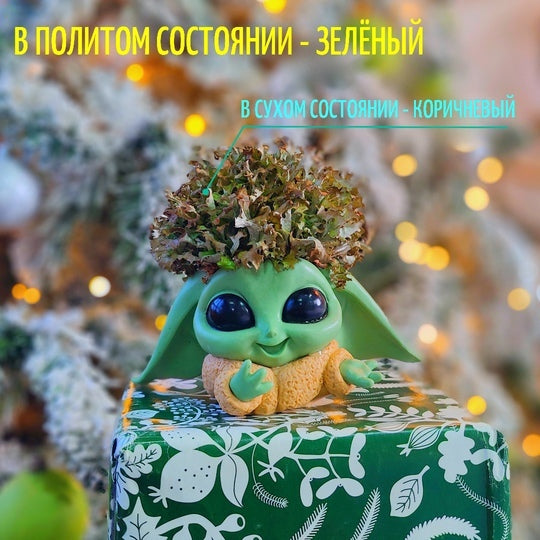 Йода с коричневой цетрарией