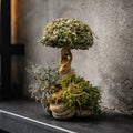 Дерево «Утренний рассвет» (Рост 13 см.)